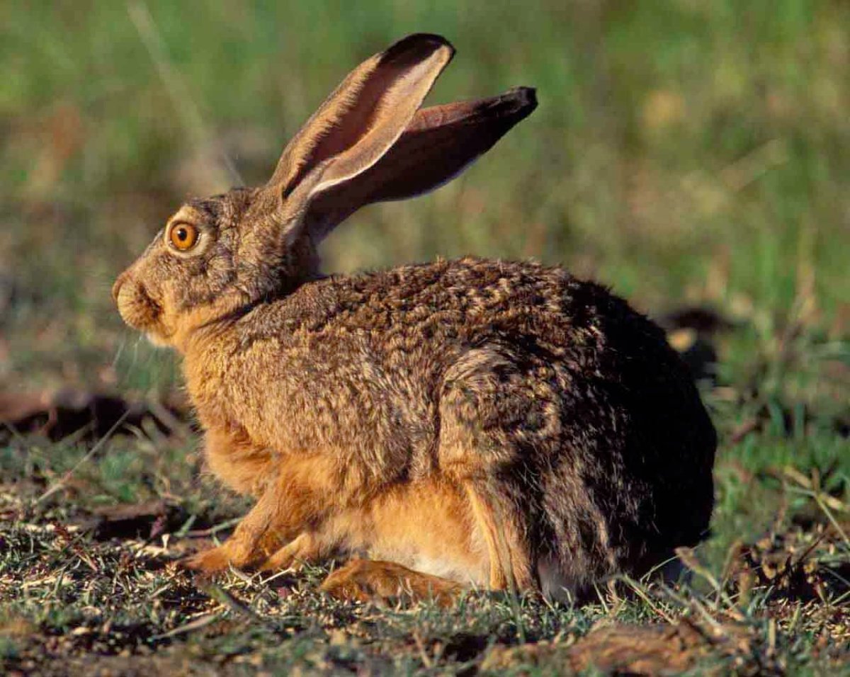 Американский заяц