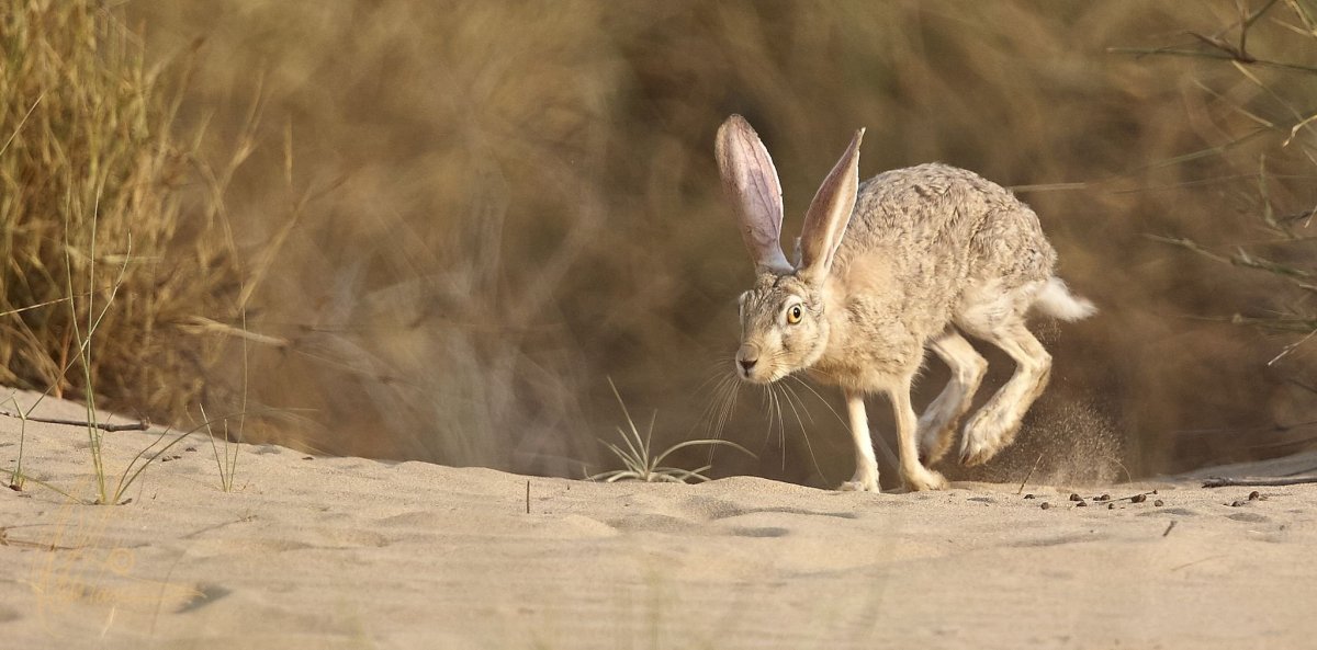 Толай Беляк Русак