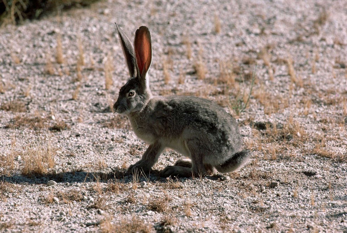Заяц Русак (Lepus europaeus)