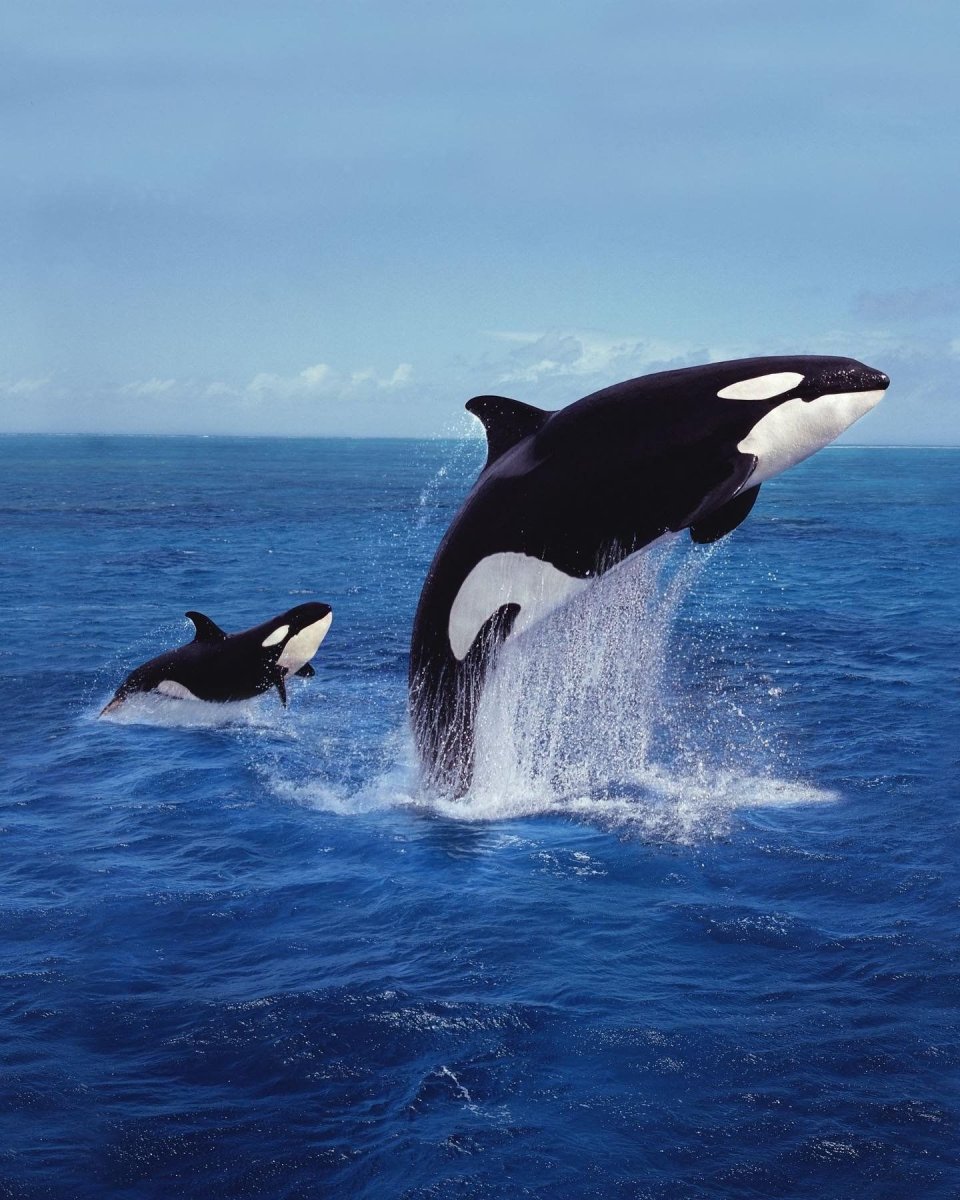 Карликовая косатка