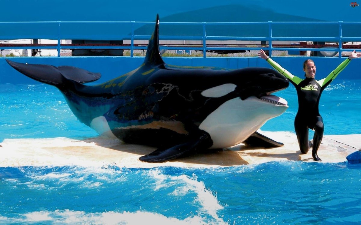 Картина Касатка с малышом