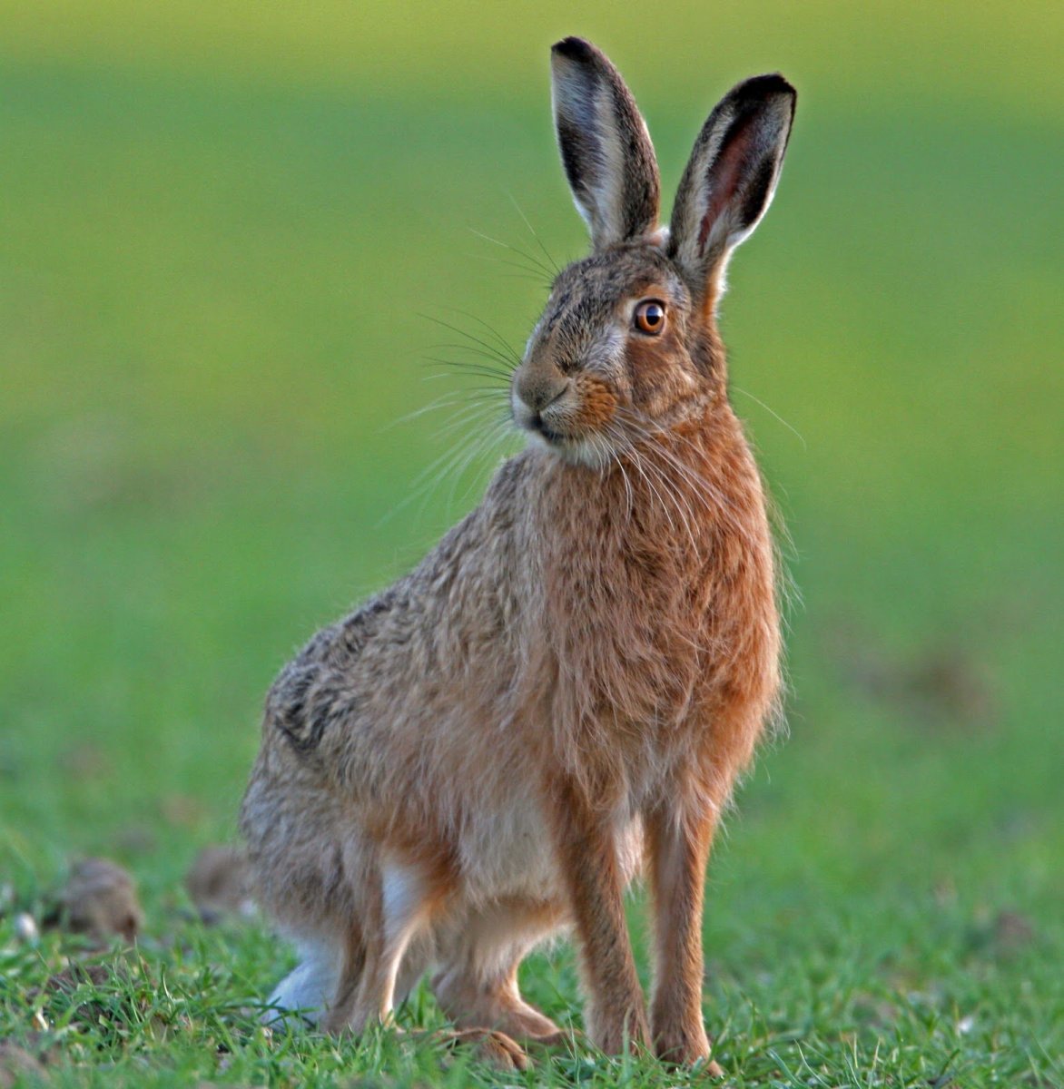 Lepus californicus Gray, 1836 - калифорнийский заяц