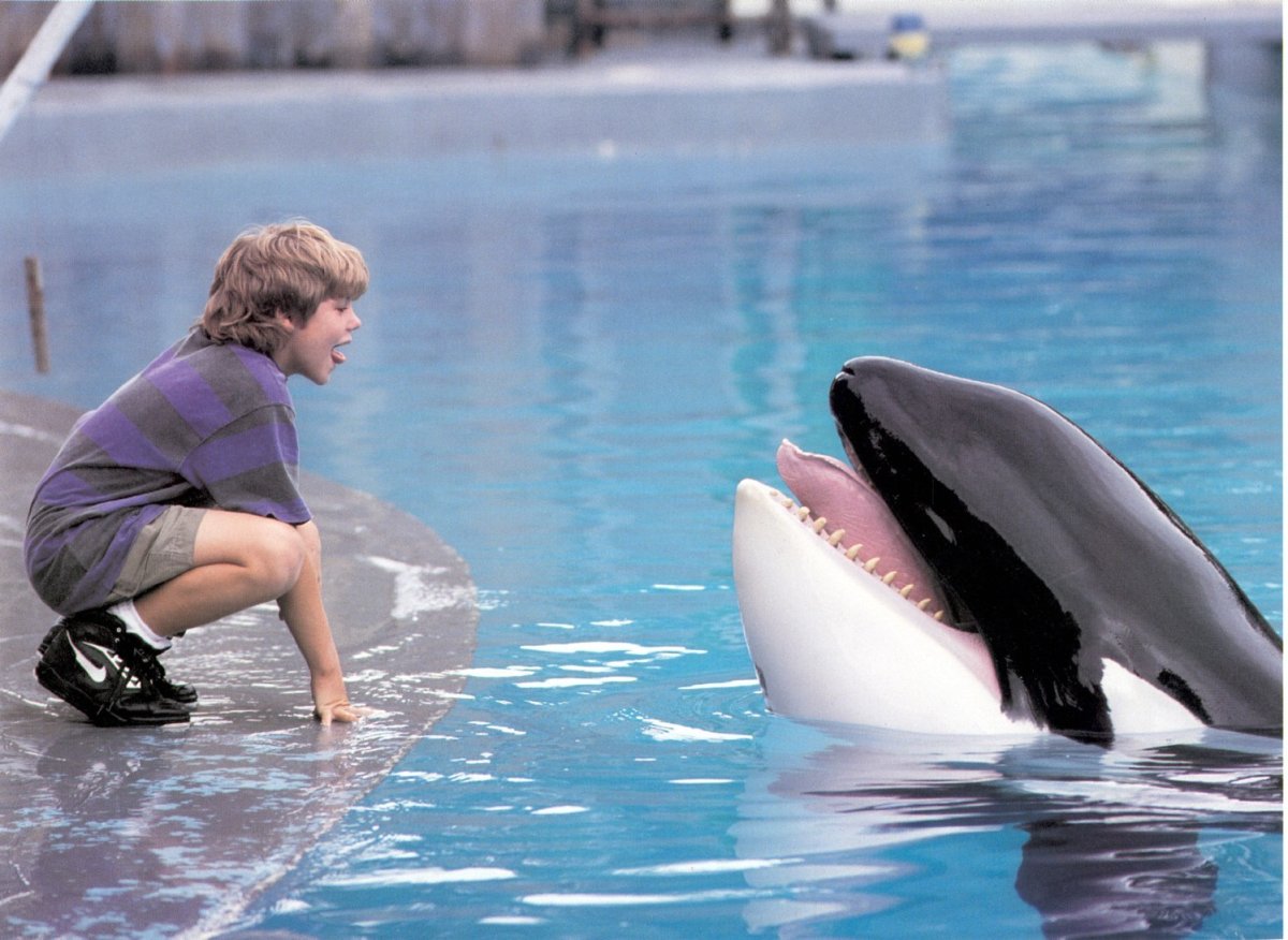 Касатка вид сверху