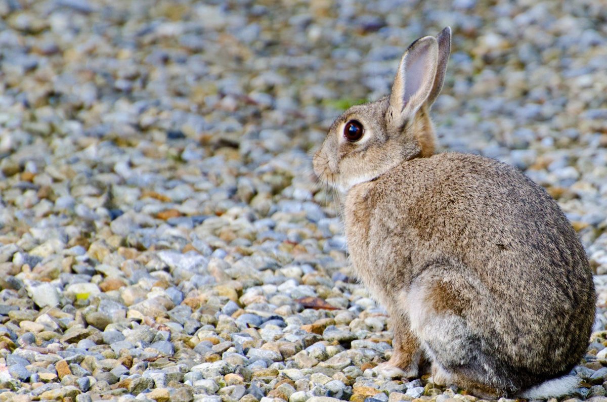 Серый заяц-Русак