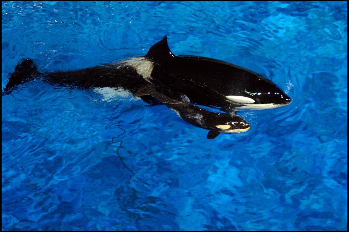 Касатка пастелью