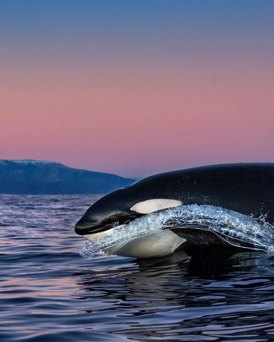 Касатка арты