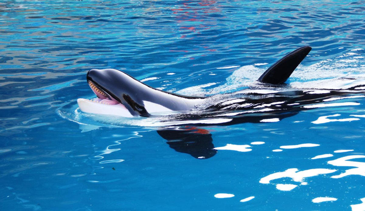 Шантарские острова касатки