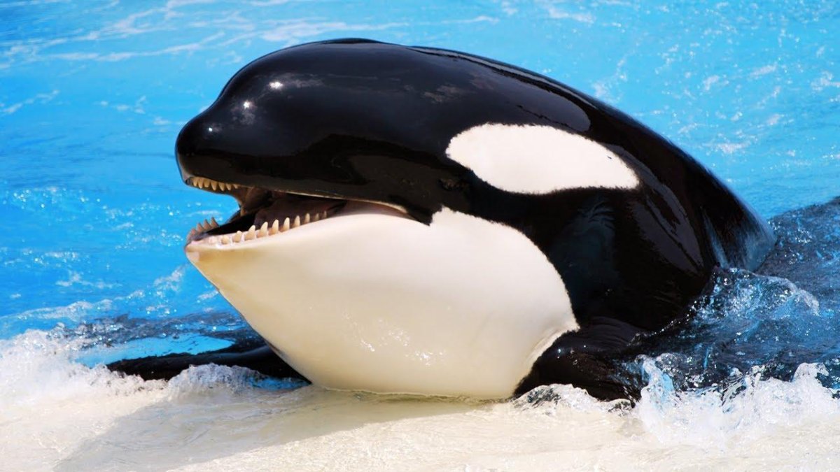 Морской леопард Касатка кит