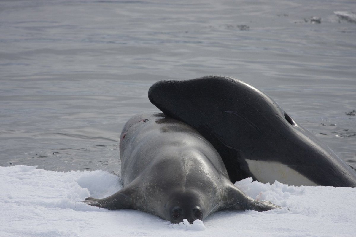 Касатка Дельфин и Белуха