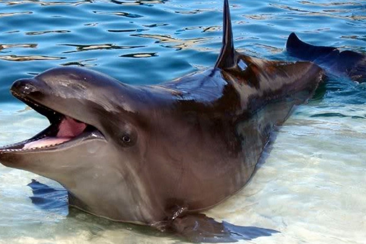 Дельфины, касатки, киты млекопитающие?