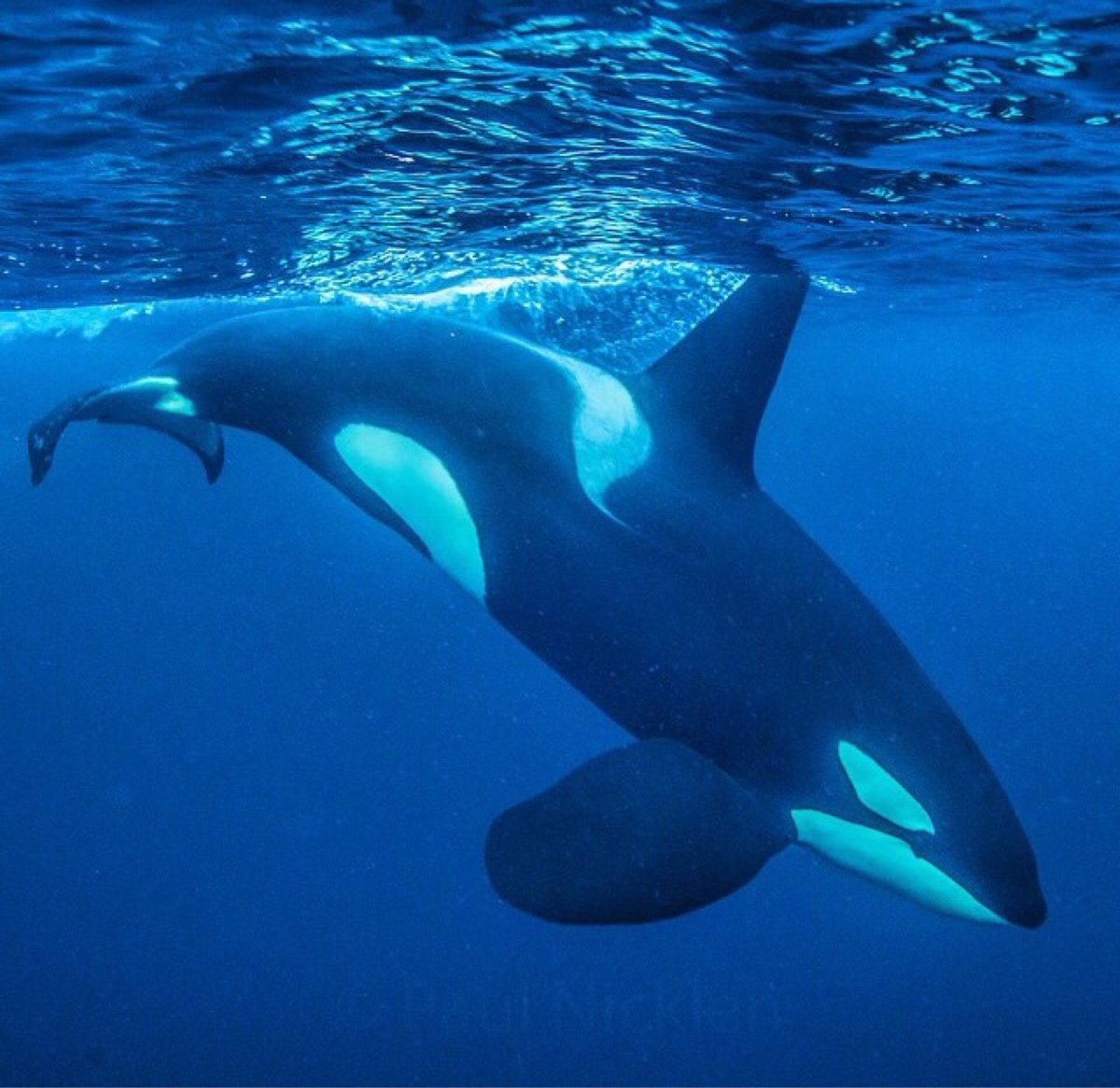 Милые касатки