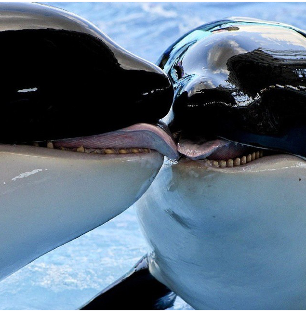 Касатка обнимает