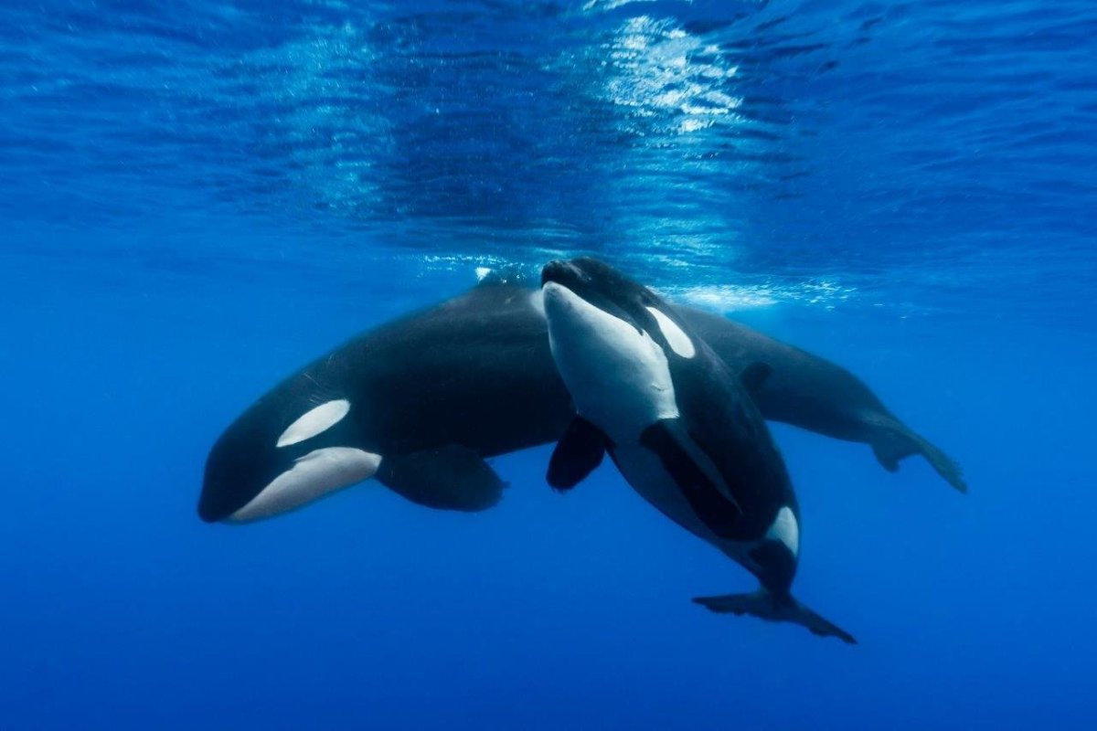 Дельфины Охотского моря