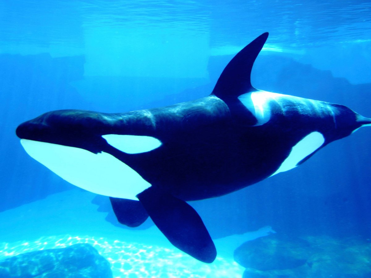 Соски дельфина