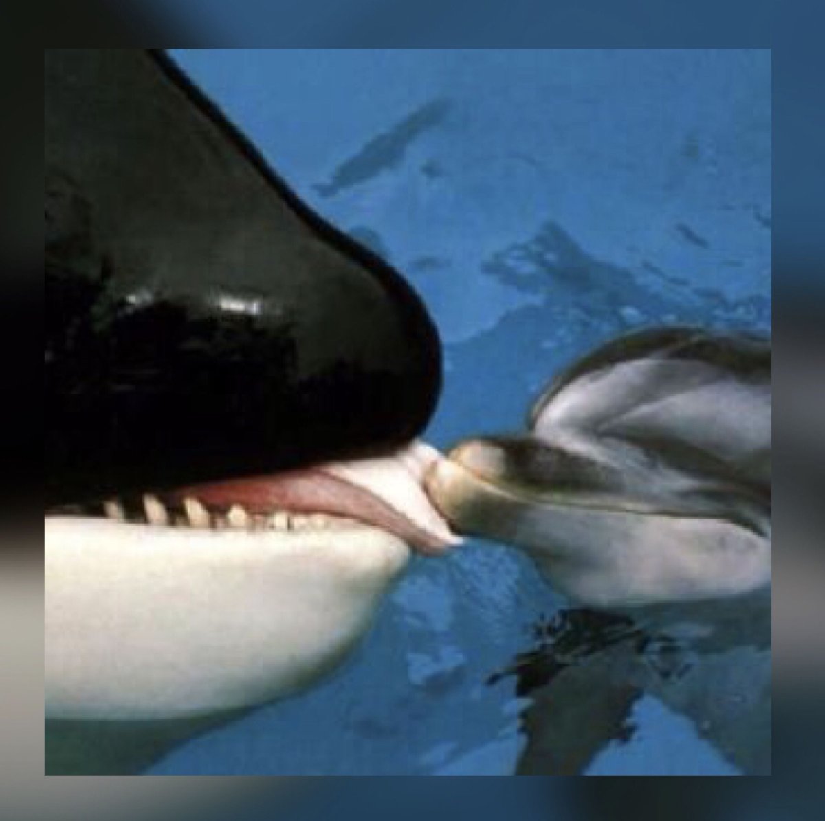 Антарктида кит Касатка