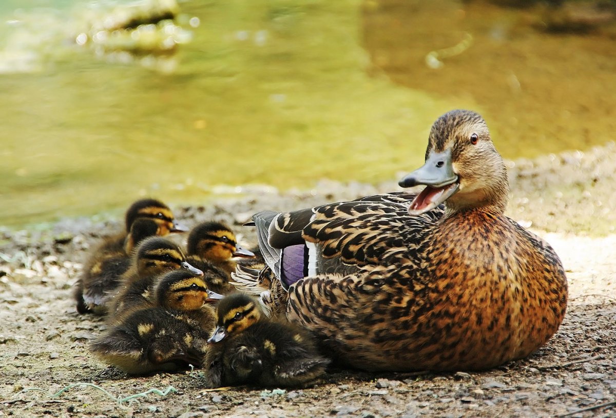 Домашниеживотные с ДЕТЕНЫШАМИА