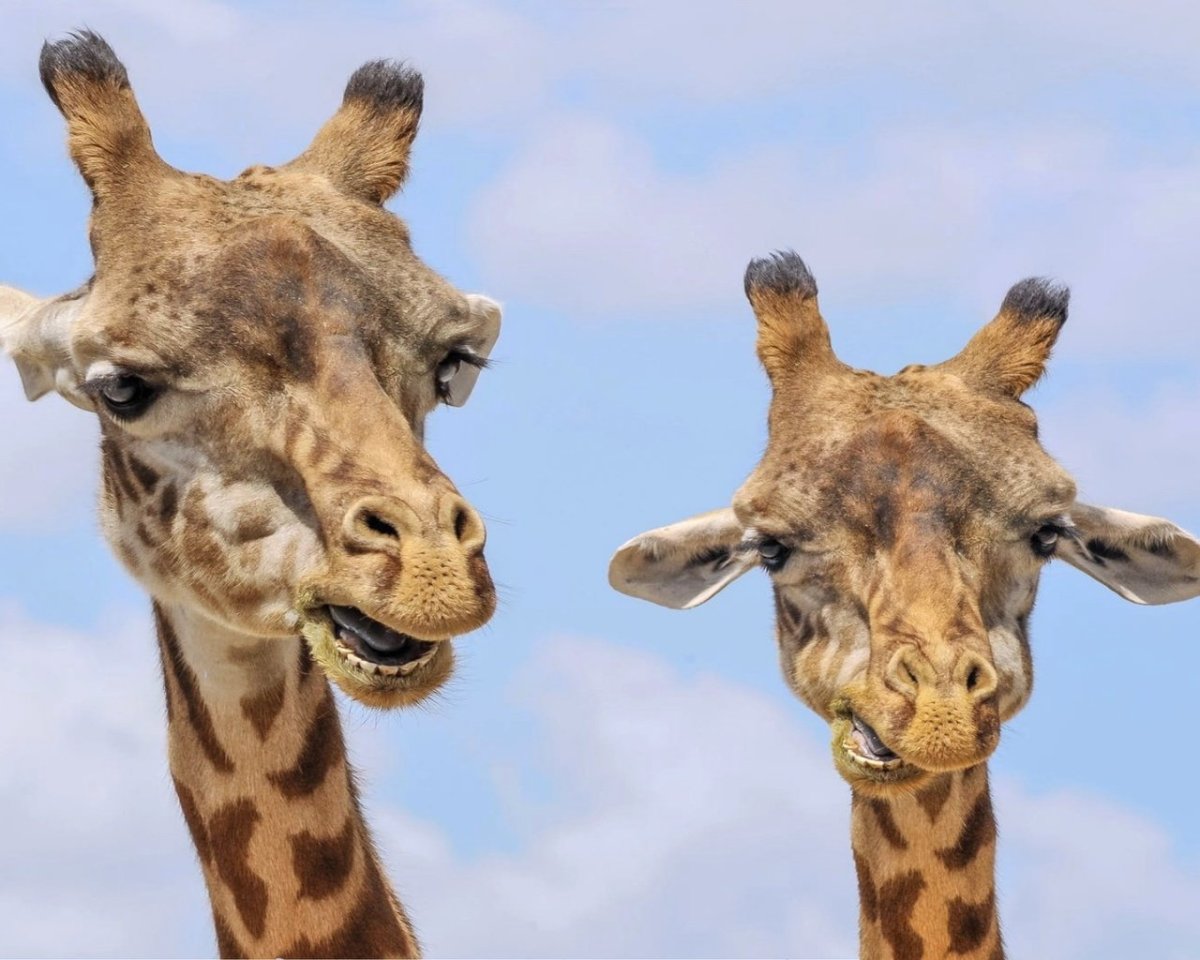 Жираф показывает язык