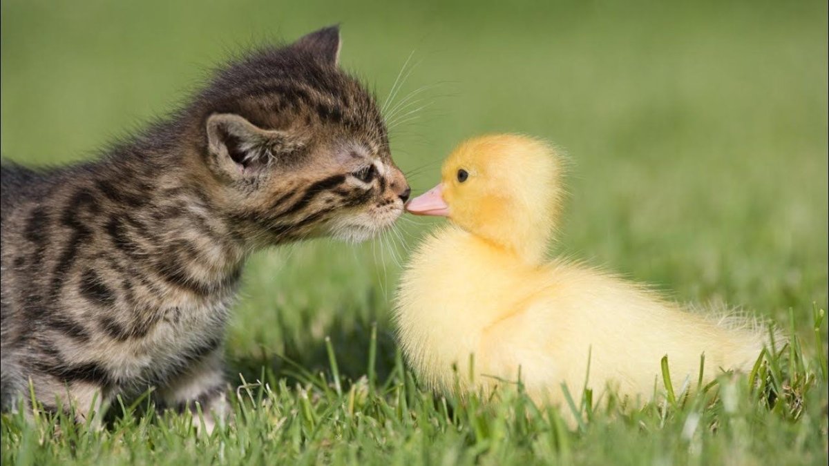 Лебедь шипун с птенцами