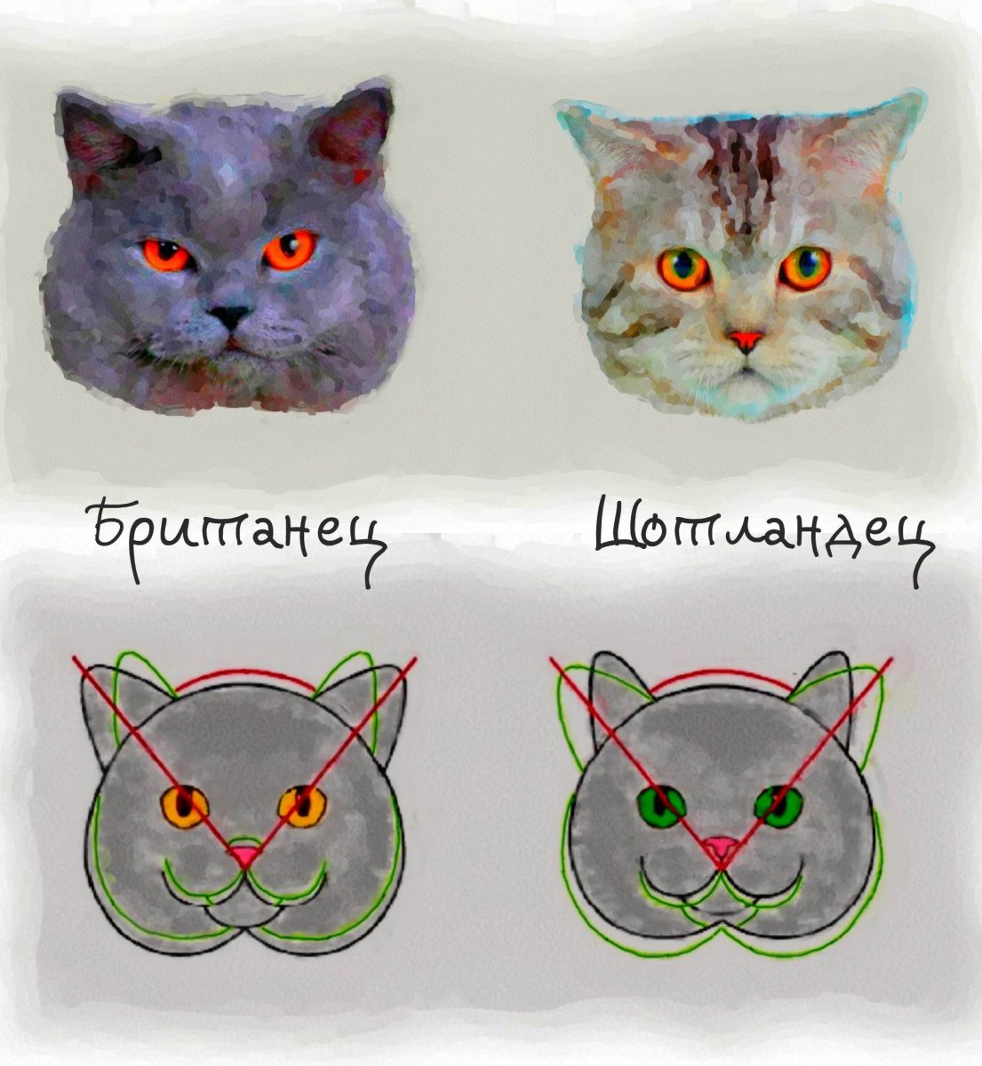 Британец с шотландцем скоттиш страйт
