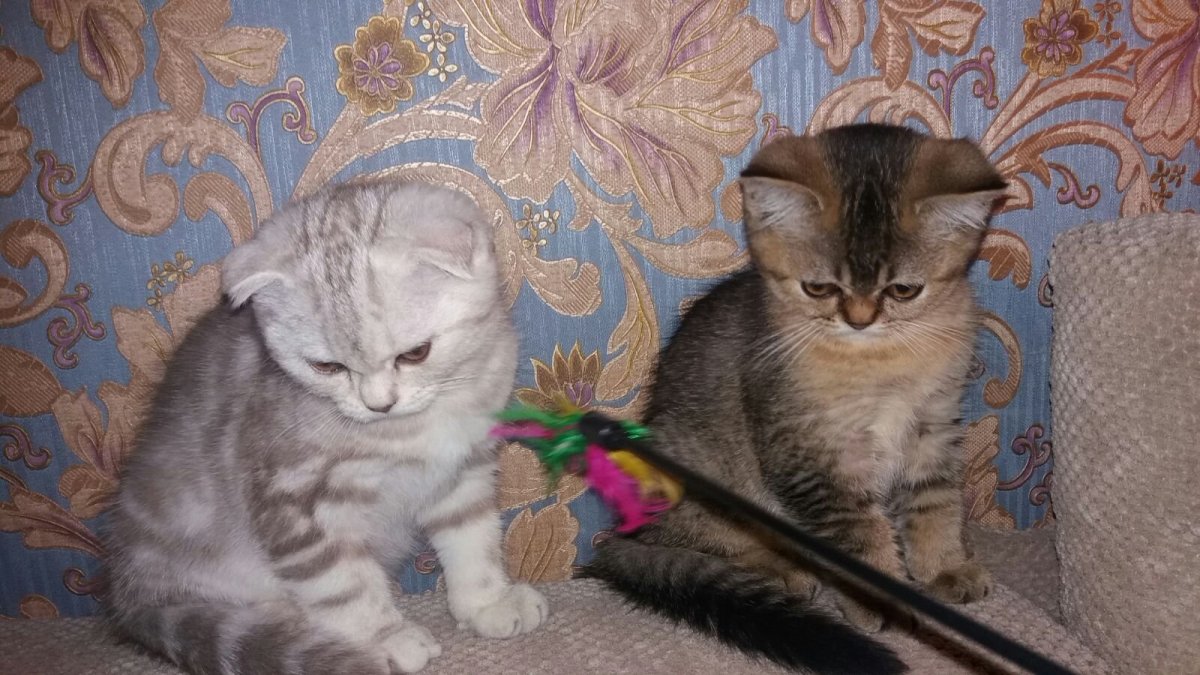 Метис Британская короткошёрстная + скоттиш фолд