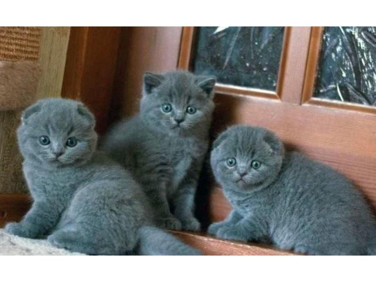 Шотландский вислоухий голубой котенок