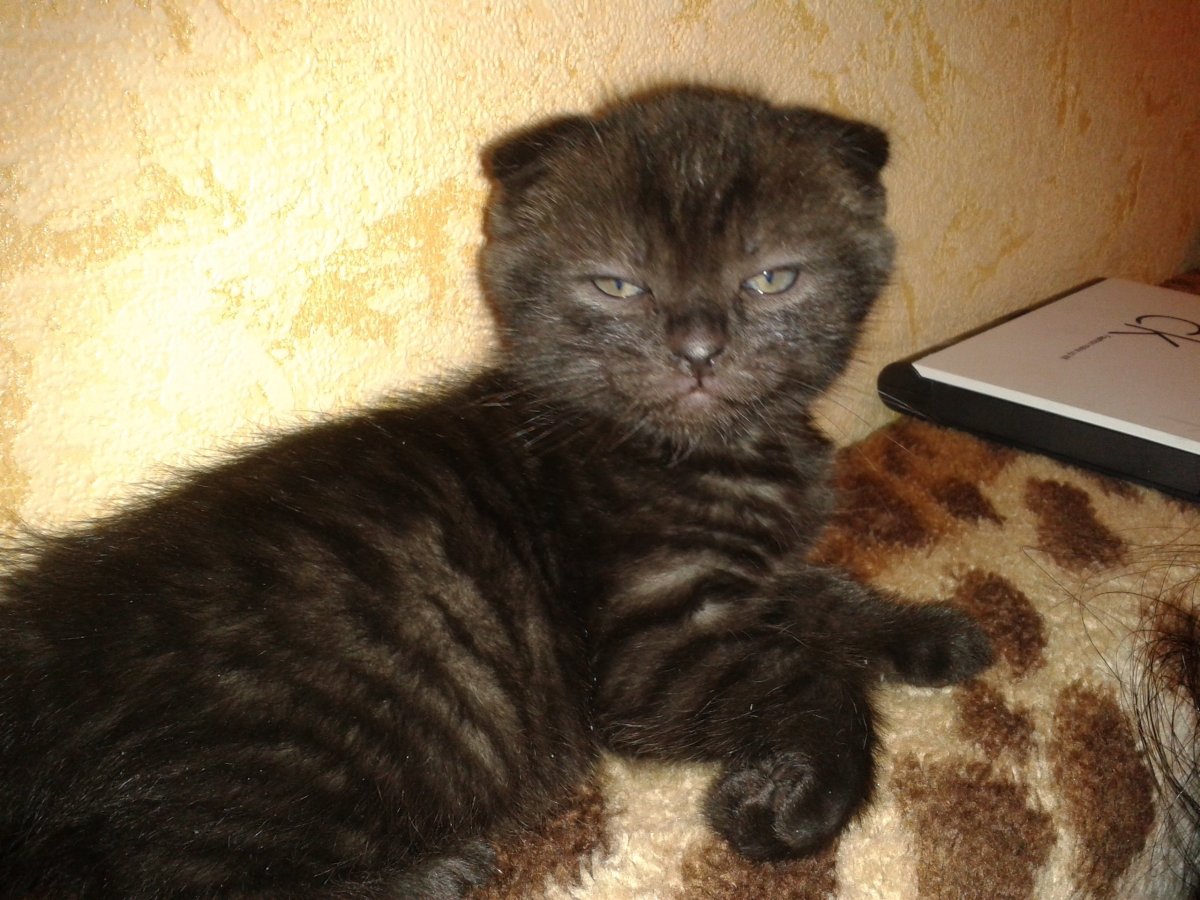 Вислоухий кот метис