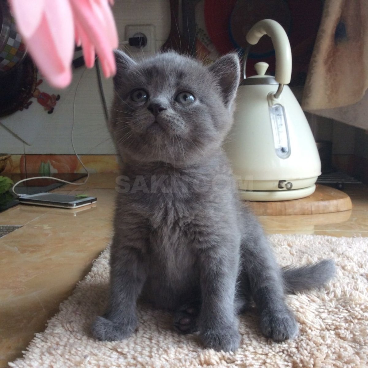 Котята шотландцы Южный