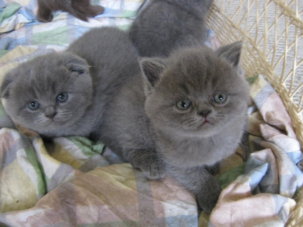 Шотландская вислоухая кошка самка