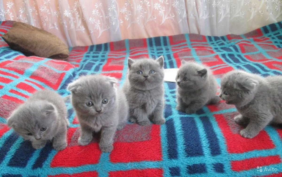 Шотландские вислоухие и прямоухие голубые котята