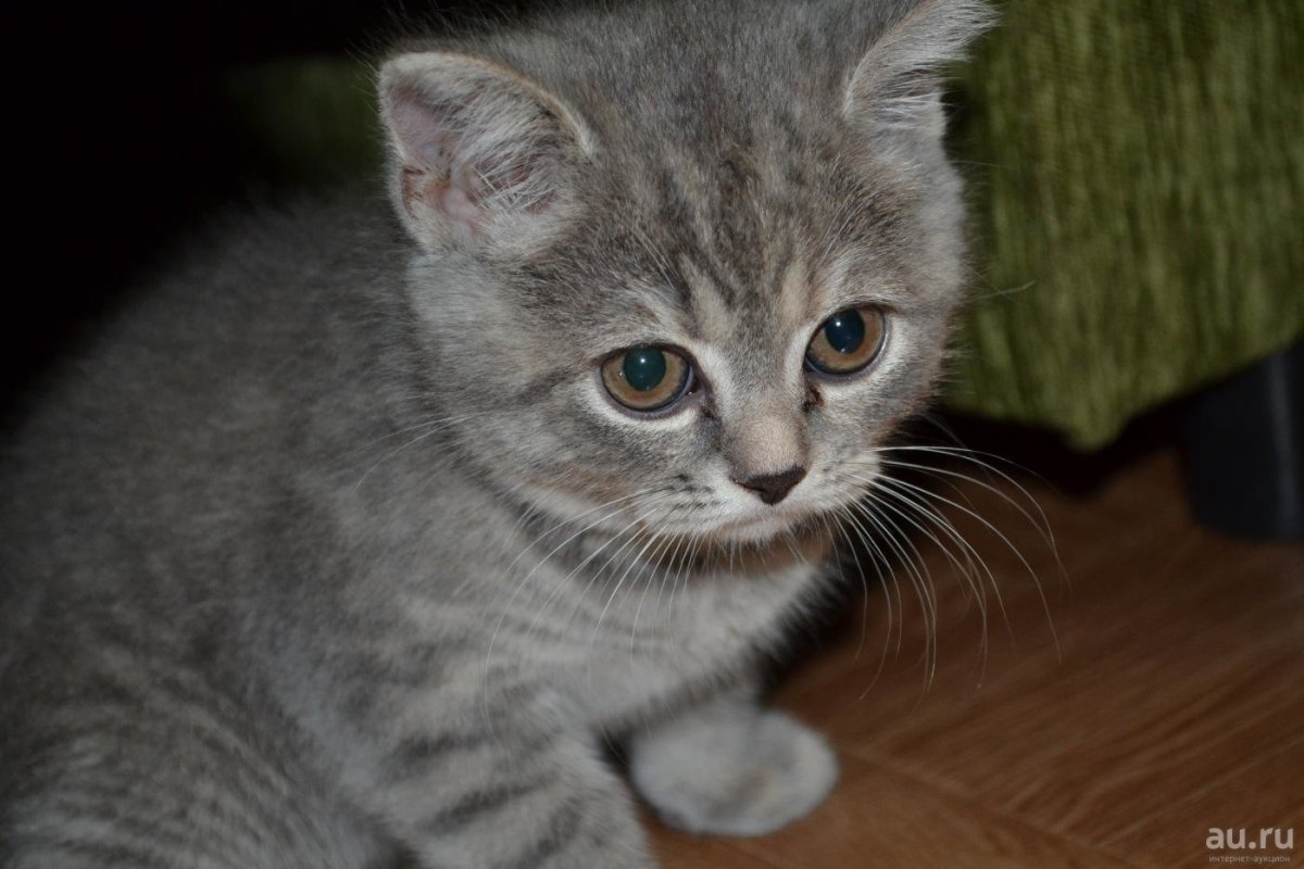 Шотландские котята помесь