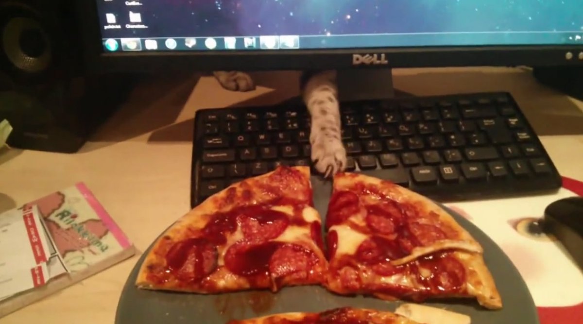 Кот ворует пиццу