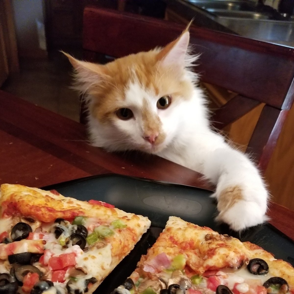 Пицца кошечка