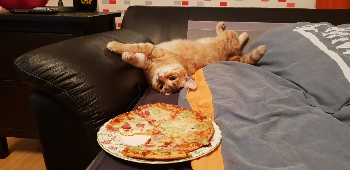 Пицца в виде кота