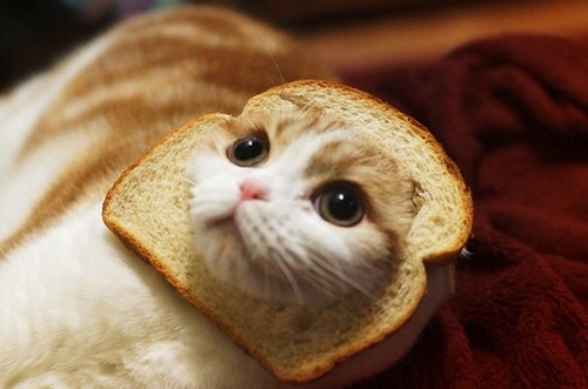 Кот Хлебушек