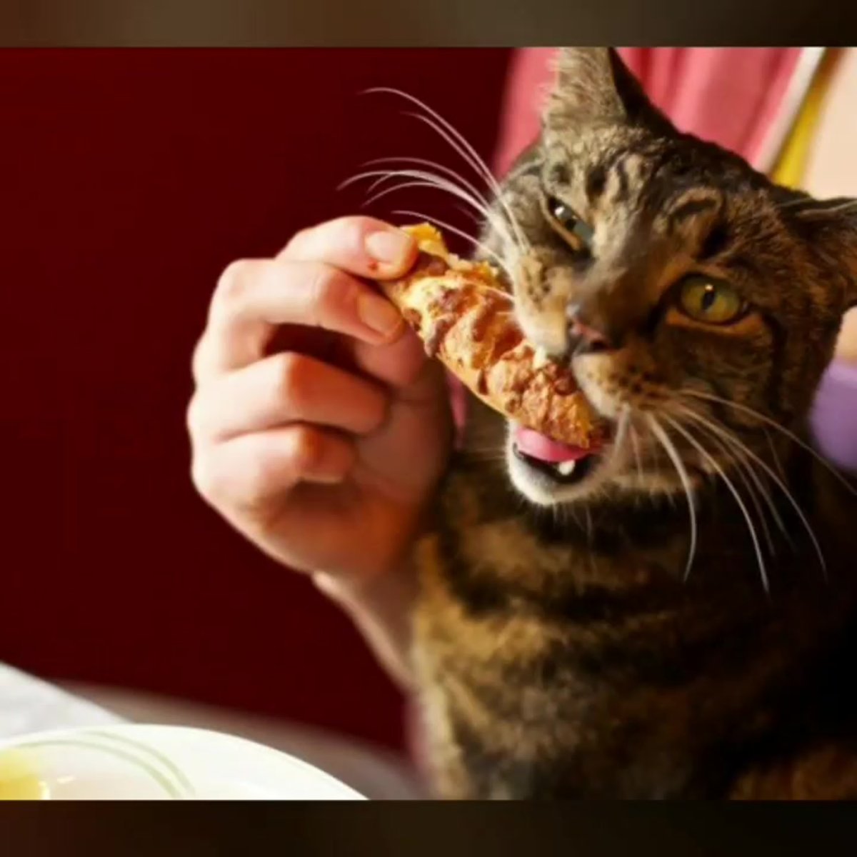 Котик с пиццей