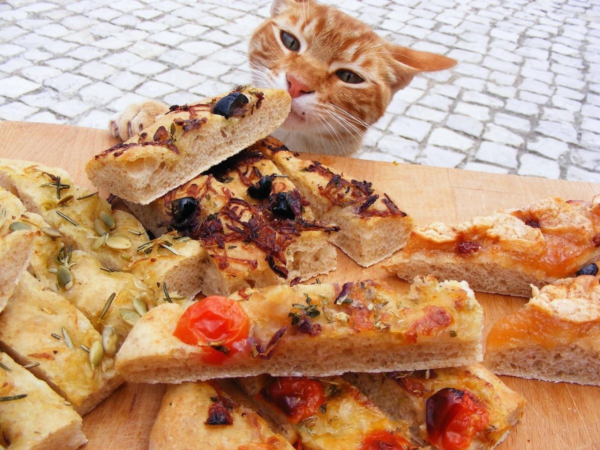 Cat stole food