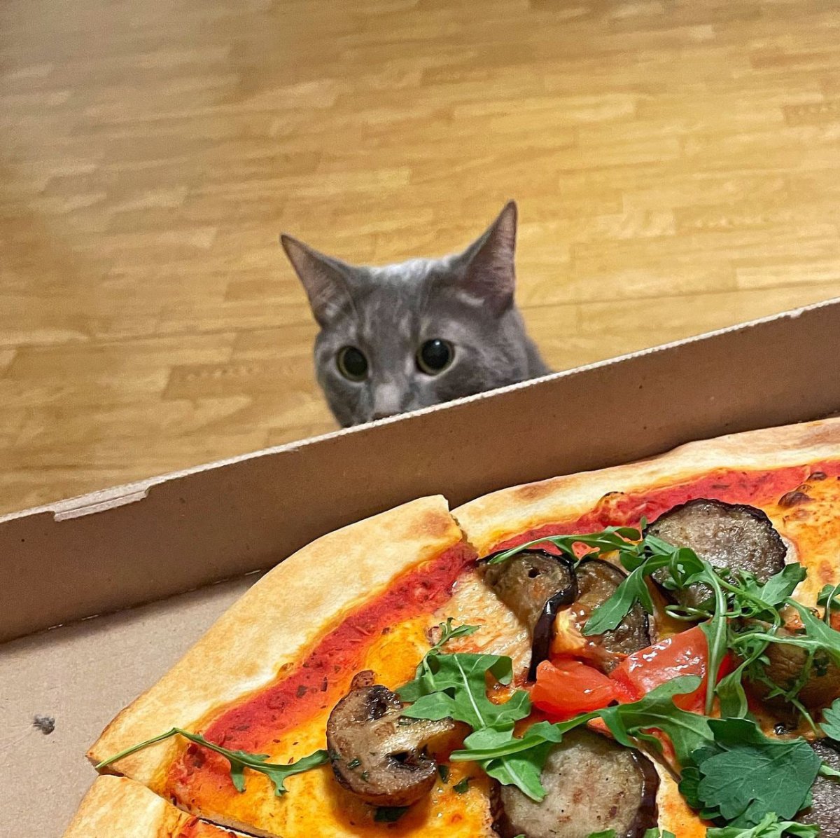 Смешные коты с пиццей