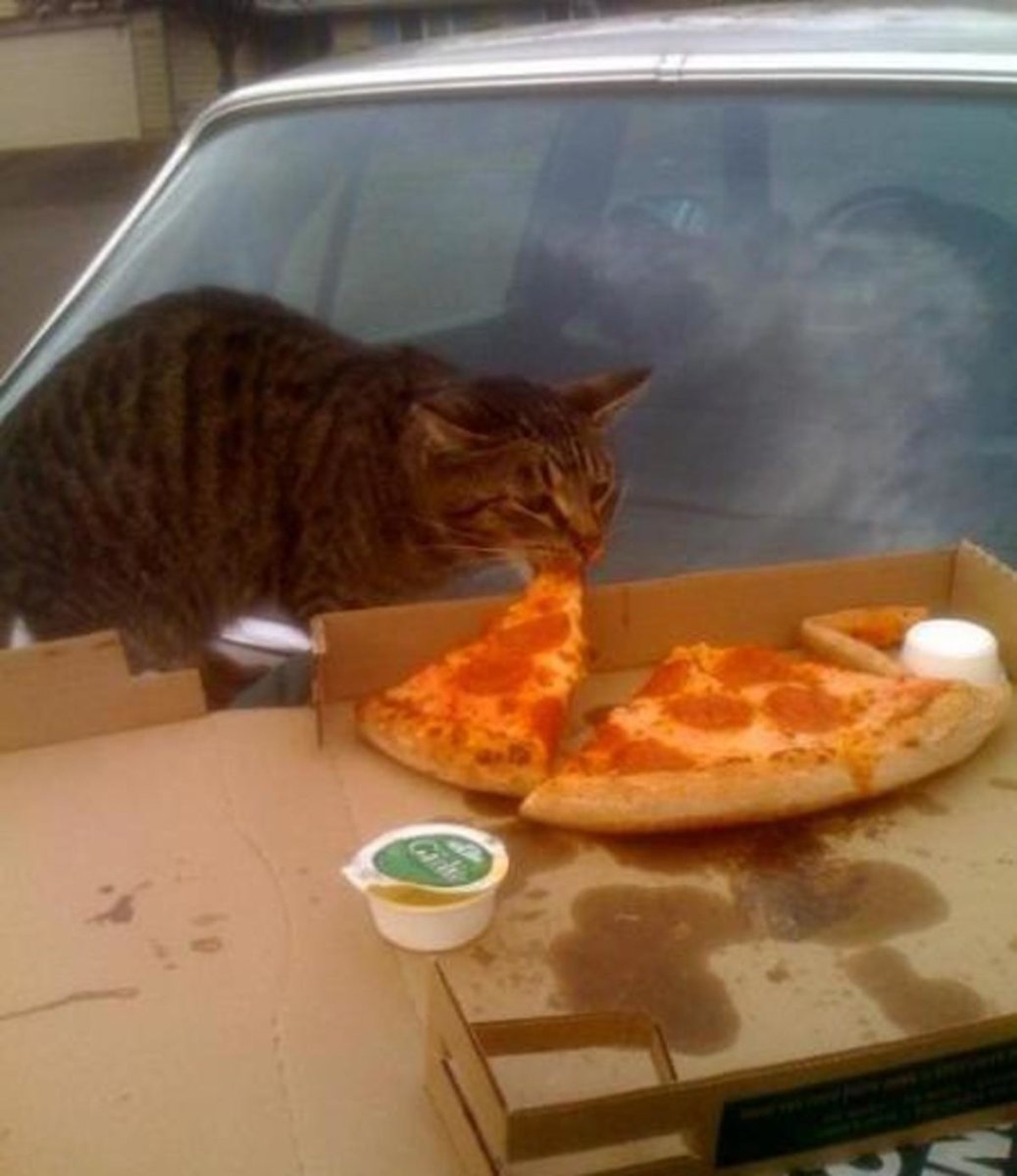 Кот ворует пиццу