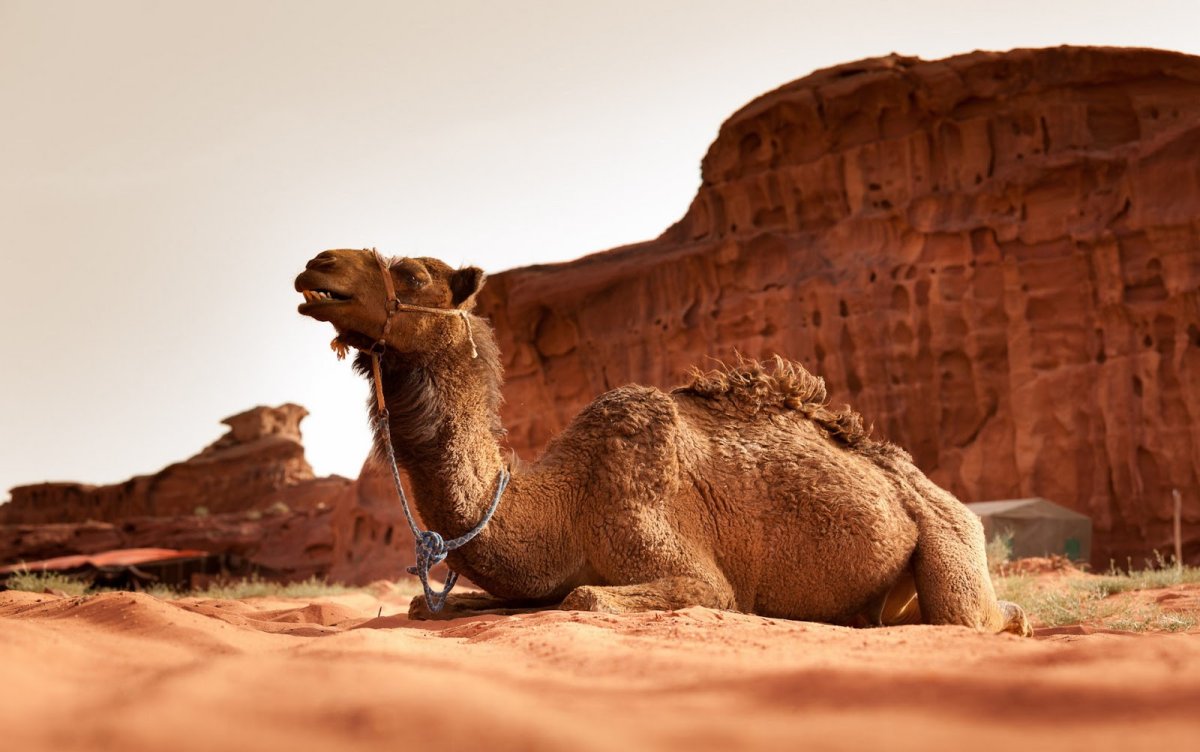 Пустыня руб-Эль-Хали