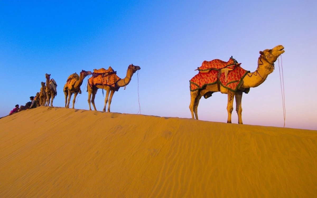 Мехари верблюд