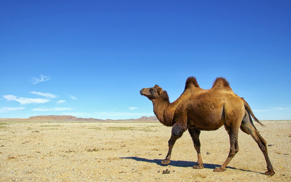 Верблюд фото