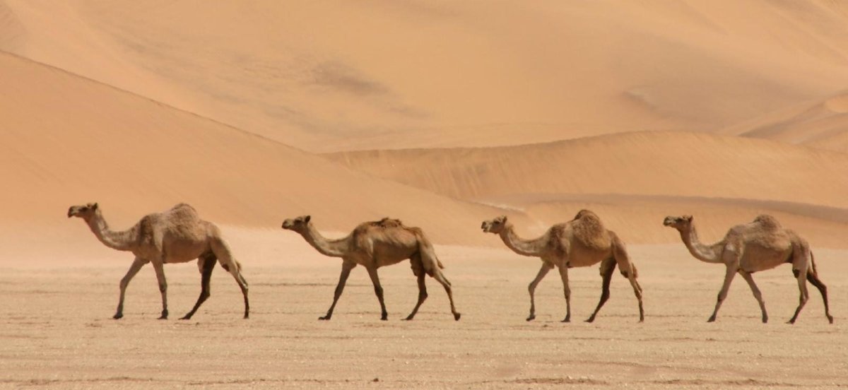 Верблюды в пустыне закат