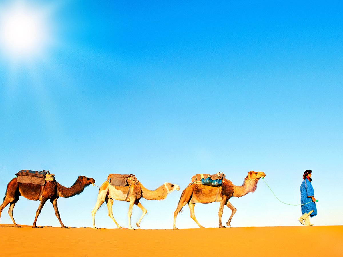 Верблюды в Египте
