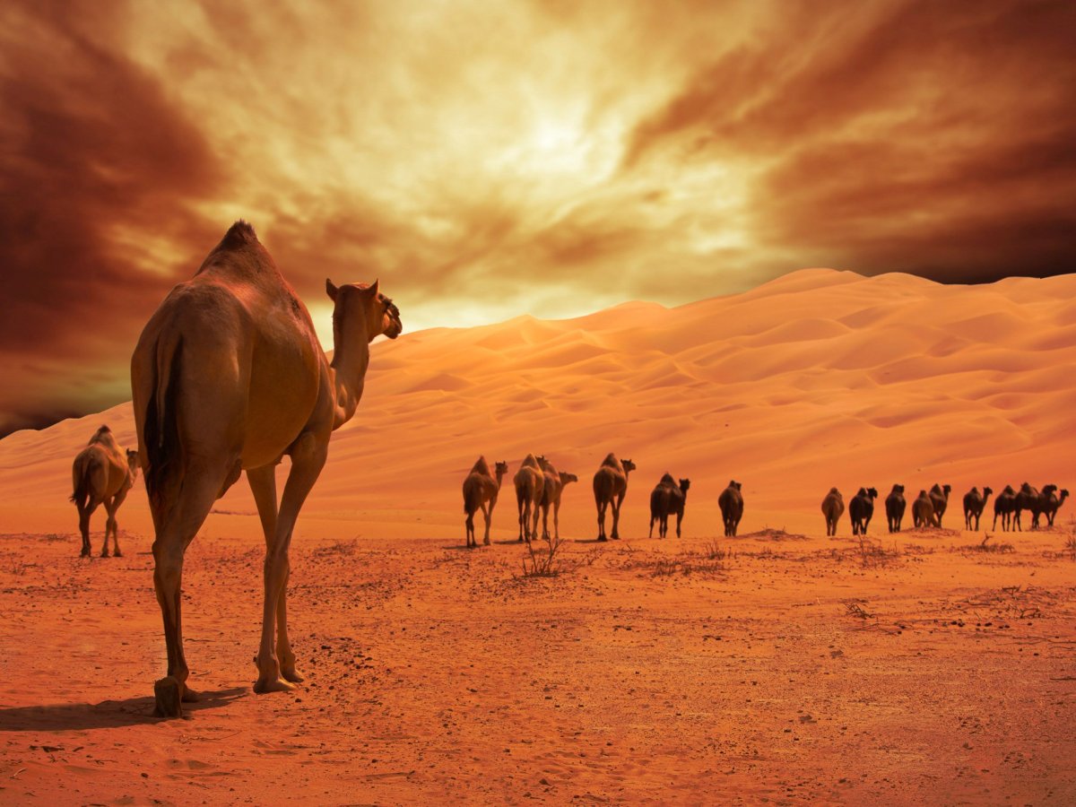 Великий шелковый путь Караванная дорога