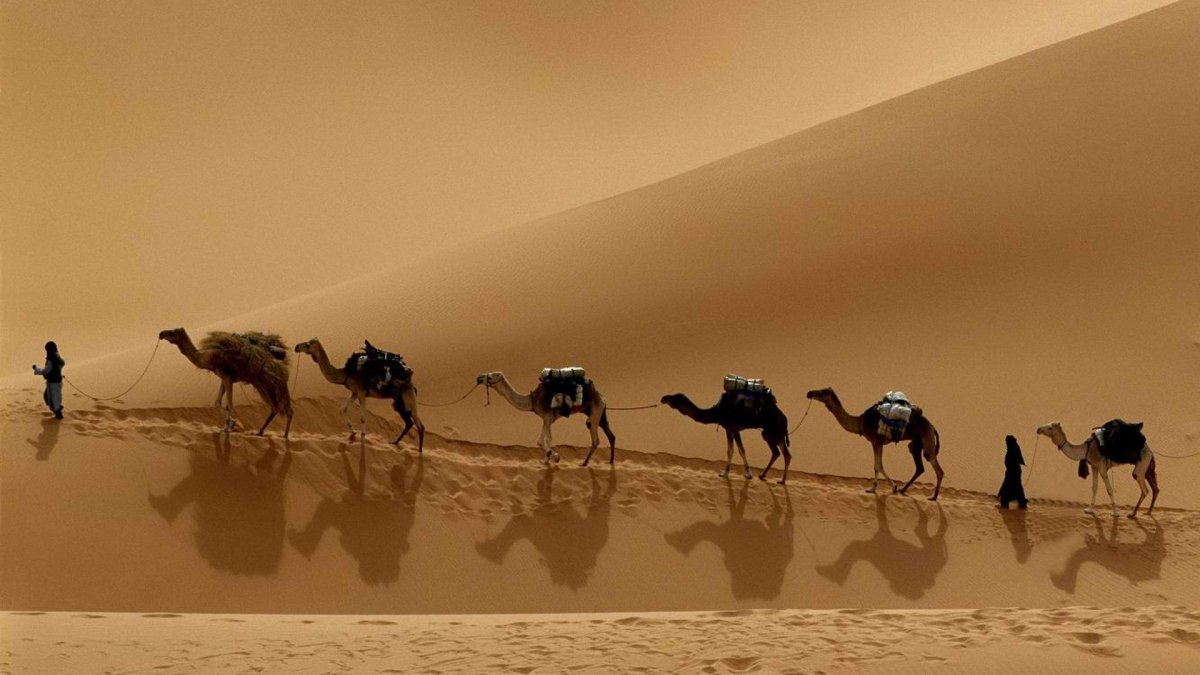 Одногорбый верблюд Египта