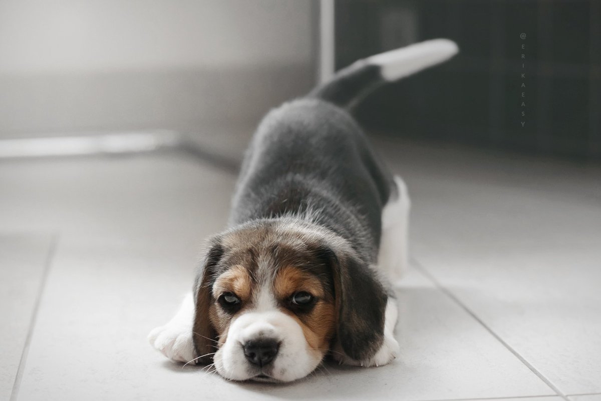 Агрессивный Бигль