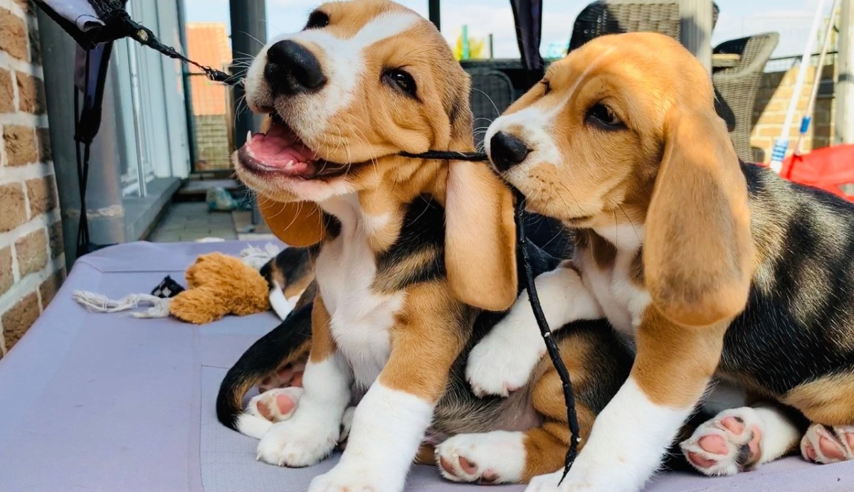 Смешные собаки для пятерки