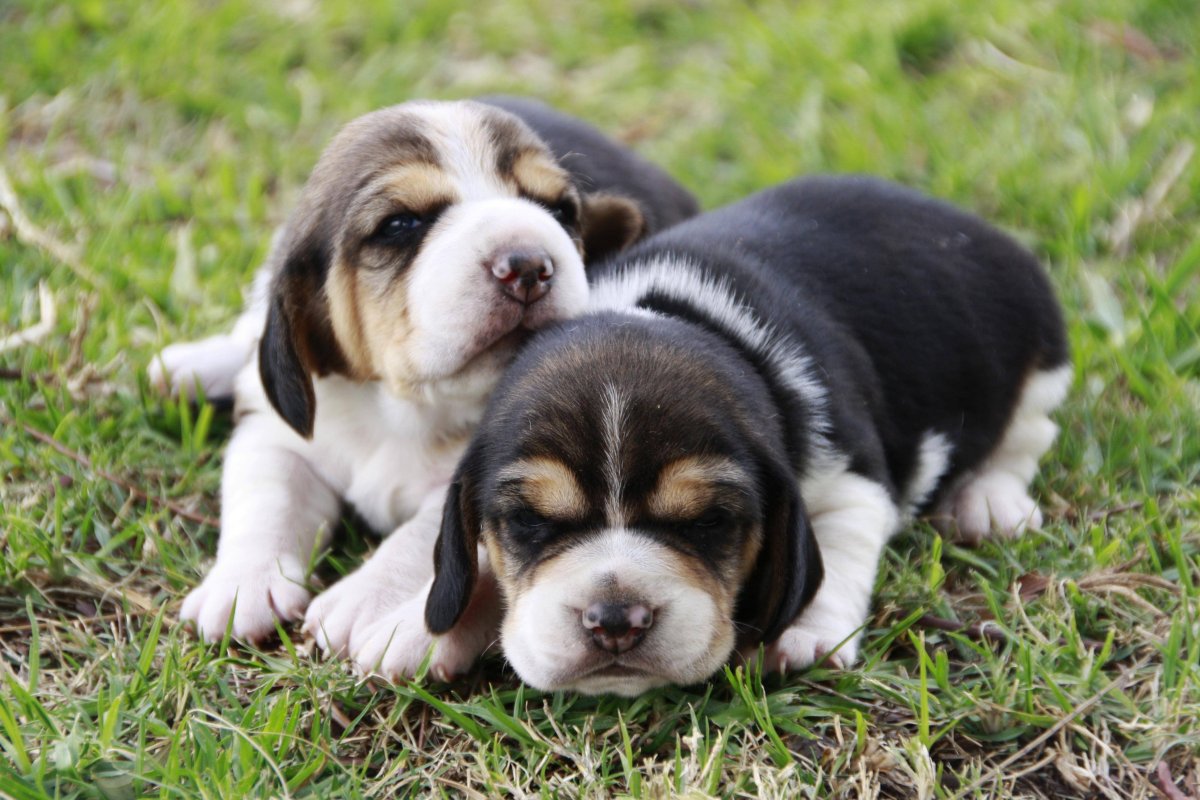 Бигль щенок 1 месяц