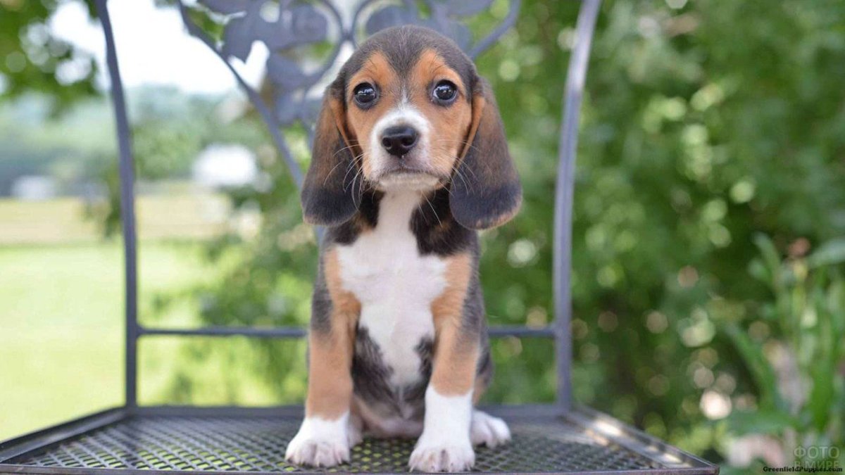 Бигль майла