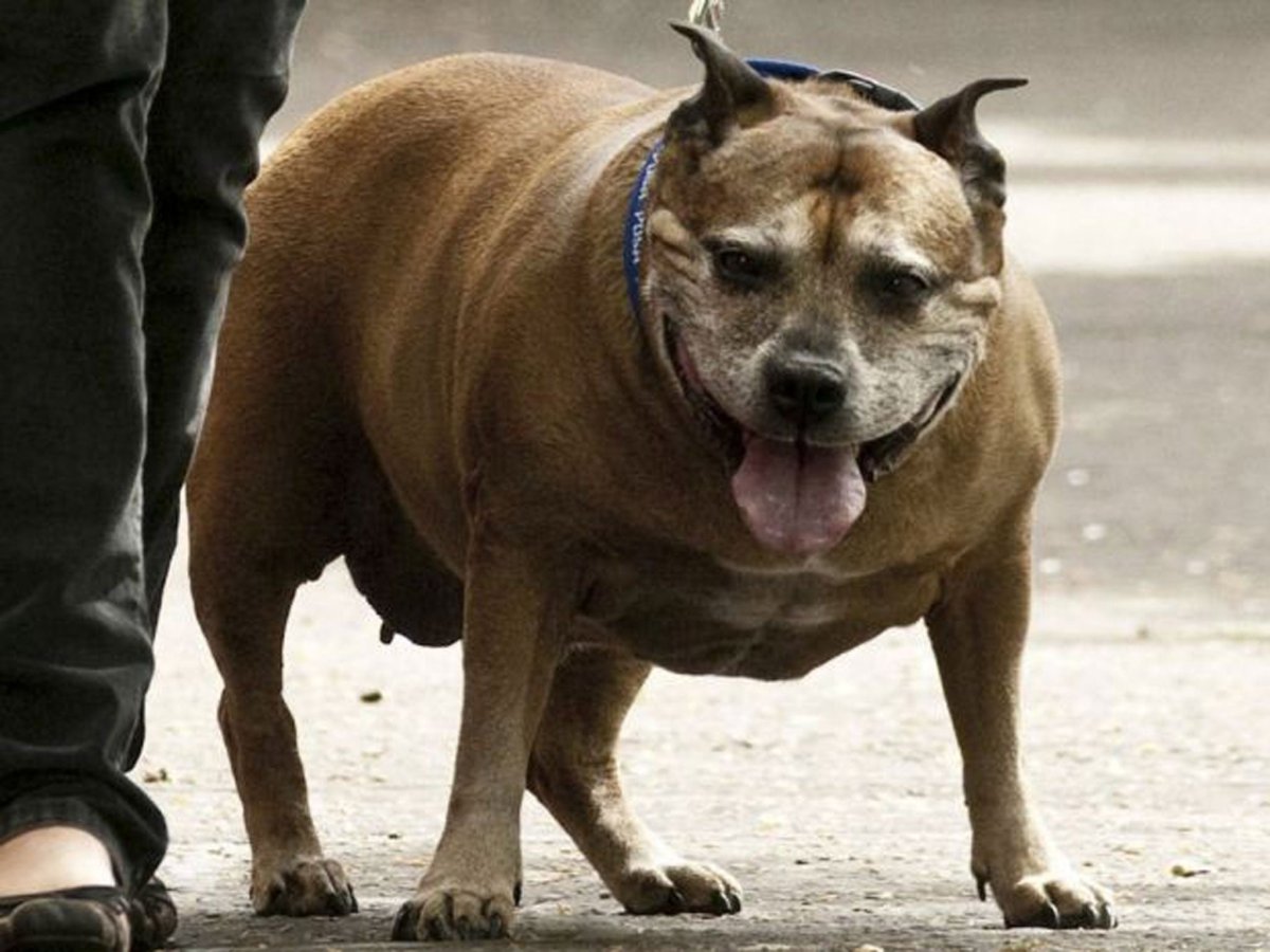 Стаффордширский терьер толстый